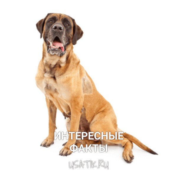 Интересные факты об английских мастифах