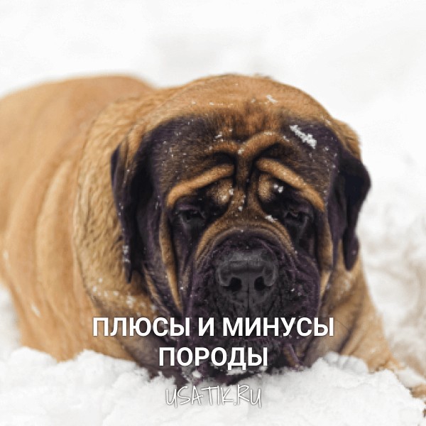 Плюсы и минусы английских мастифов