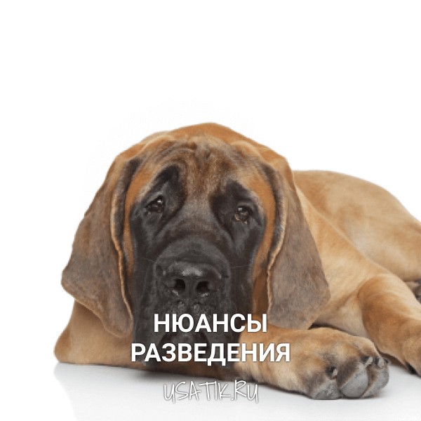 Разведение английских мастифов