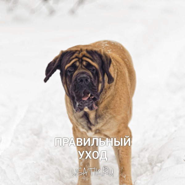 Уход за английскими мастифами