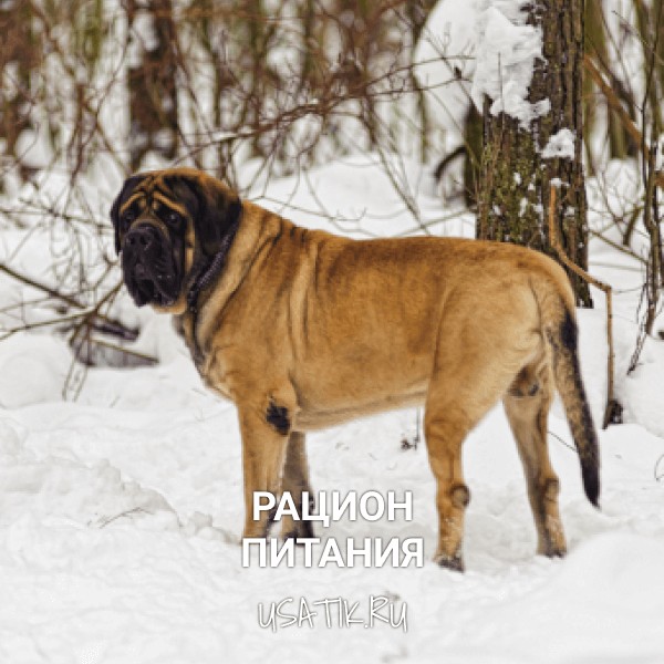 Рацион питания английских мастифов