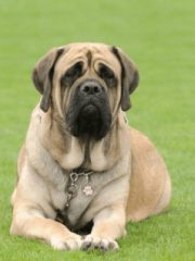 Английский мастиф