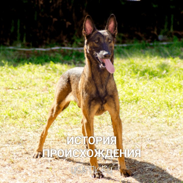 История происхождения бельгийских овчарок