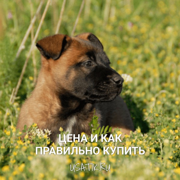 Бельгийская овчарка - цена и как правильно купить