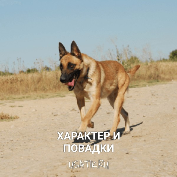 Характер и повадки бельгийских овчарок