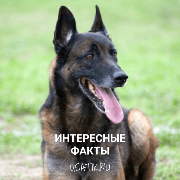 Интересные факты о бельгийских овчарках