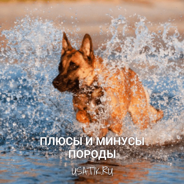 Плюсы и минусы бельгийских овчарок