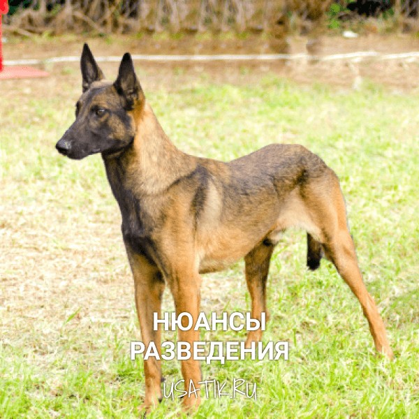 Разведение бельгийских овчарок