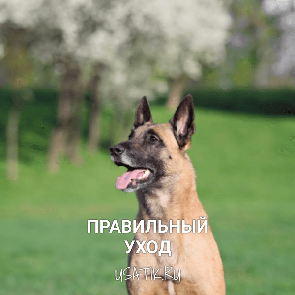 Уход за бельгийскими овчарками