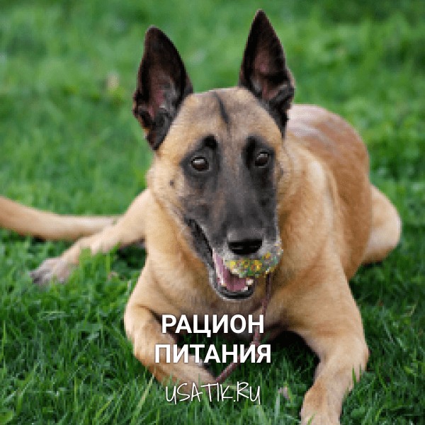 Рацион питания бельгийских овчарок