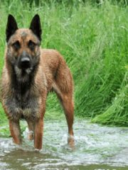 Бельгийская овчарка
