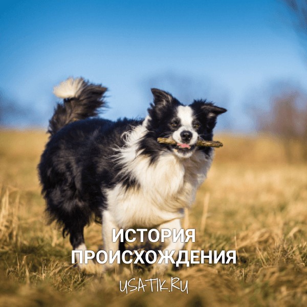 История происхождения бордер-колли