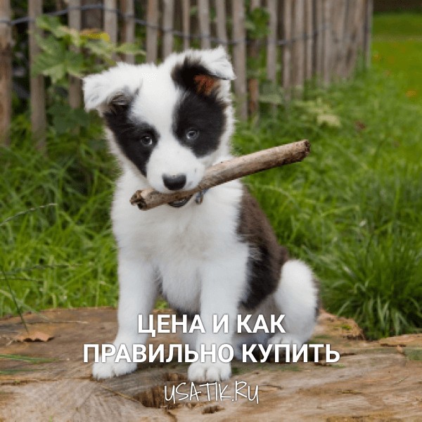 Бордер-колли - цена и как правильно купить