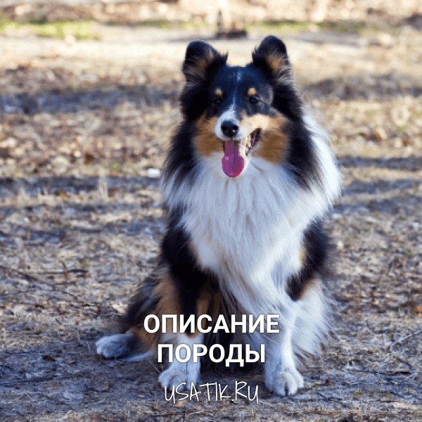 Бордер-колли - описание породы