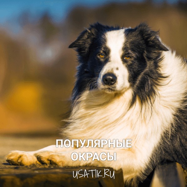 Популярные окрасы бордер-колли