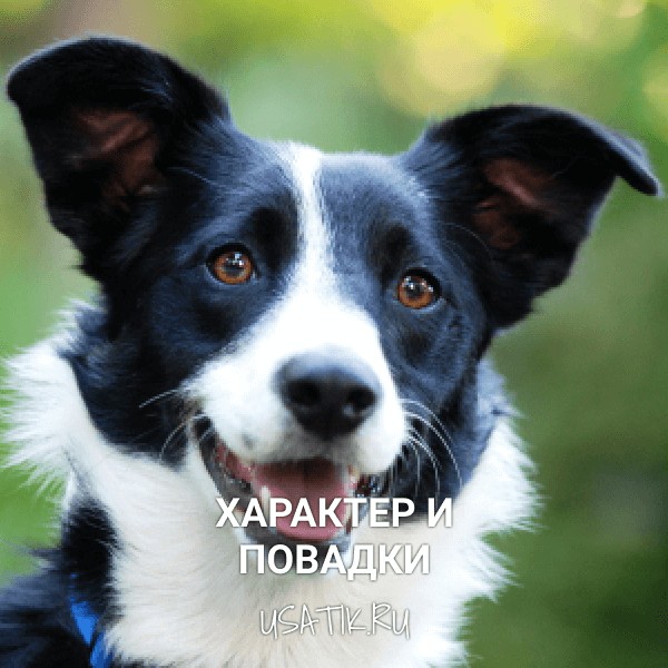Характер и повадки бордер-колли