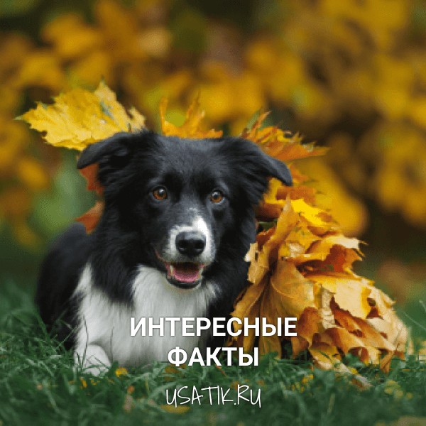 Интересные факты о бордер-колли