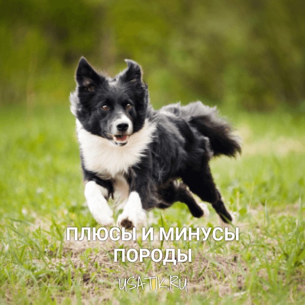 Плюсы и минусы бордер-колли