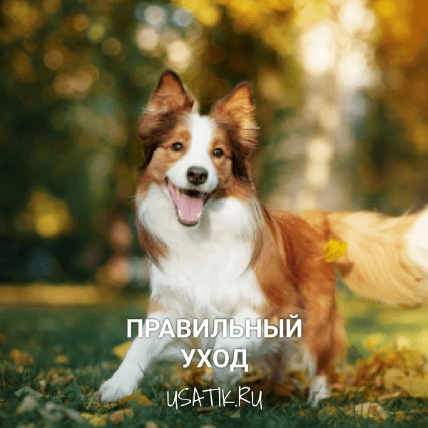 Уход за бордер-колли