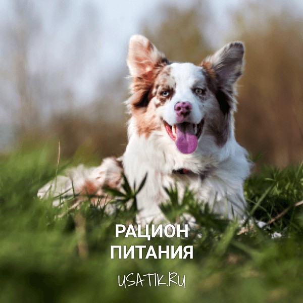 Рацион питания бордер-колли