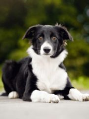 Бордер-колли