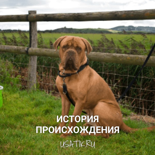 История происхождения бордоских догов