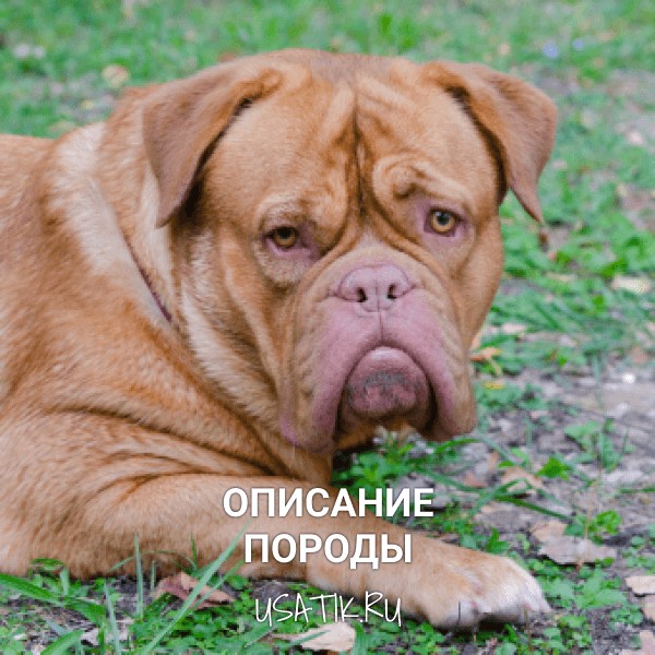 Бордоский дог - описание породы