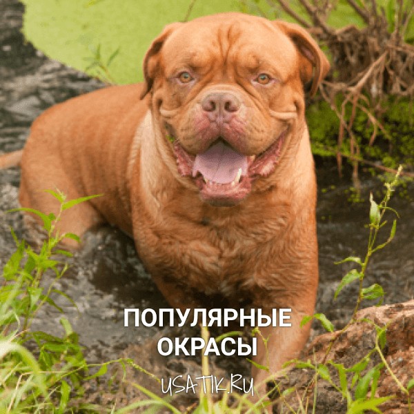 Популярные окрасы бордоских догов