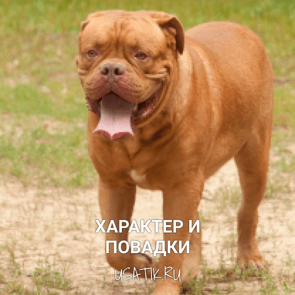 Характер и повадки бордоских догов