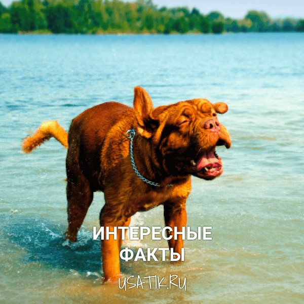 Интересные факты о бордоских догах
