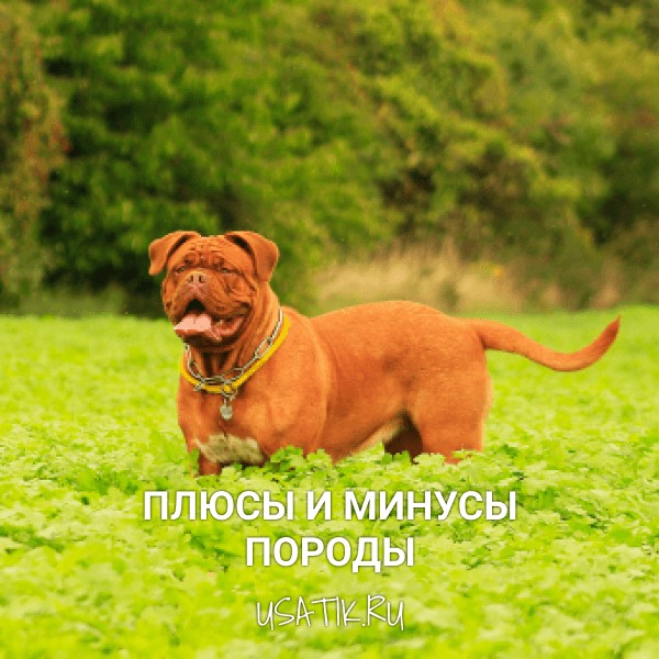 Плюсы и минусы бордоских догов