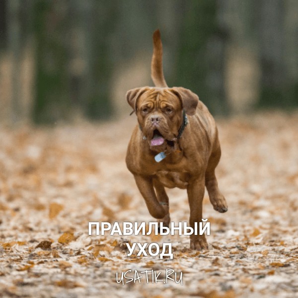Уход за бордоскими догами
