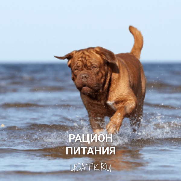 Рацион питания бордоских догов