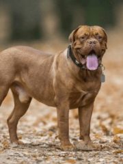 Бордоский дог