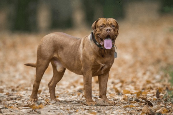 Бордоский дог