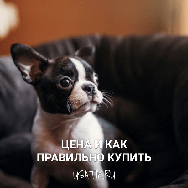 Бостон-терьер - цена и как правильно купить