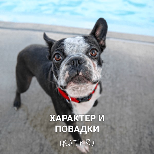 Характер и повадки бостон-терьеров