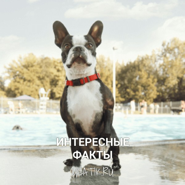 Интересные факты о бостон-терьерах