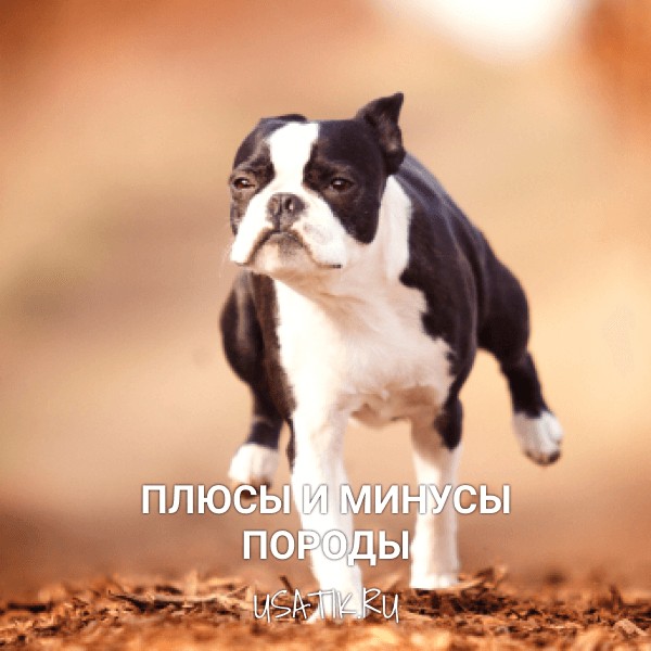 Плюсы и минусы бостон-терьеров