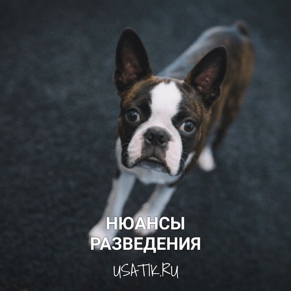 Разведение бостон-терьеров