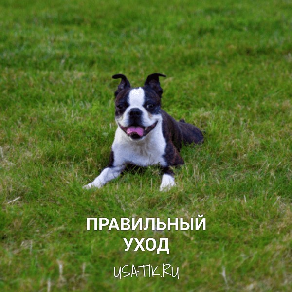 Уход за бостон-терьерами