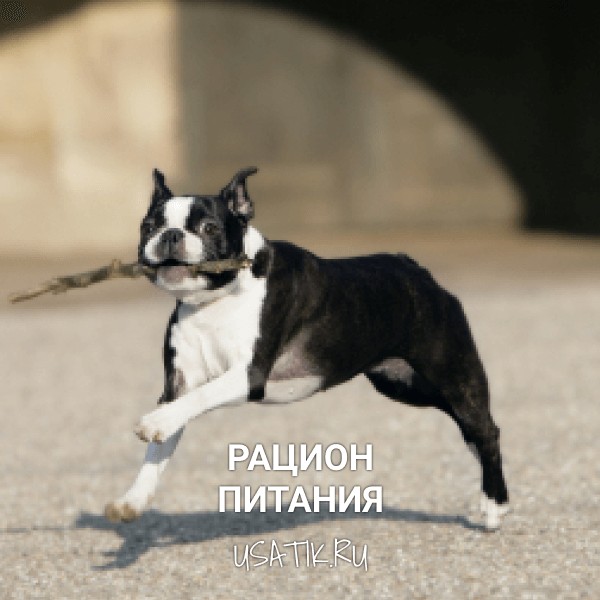 Рацион питания бостон-терьеров