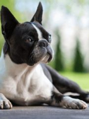 Бостон-терьер