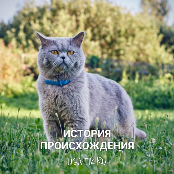 История происхождения британских короткошерстных кошек