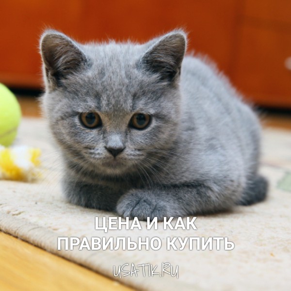 Британская короткошерстная кошка – цена и как правильно купить