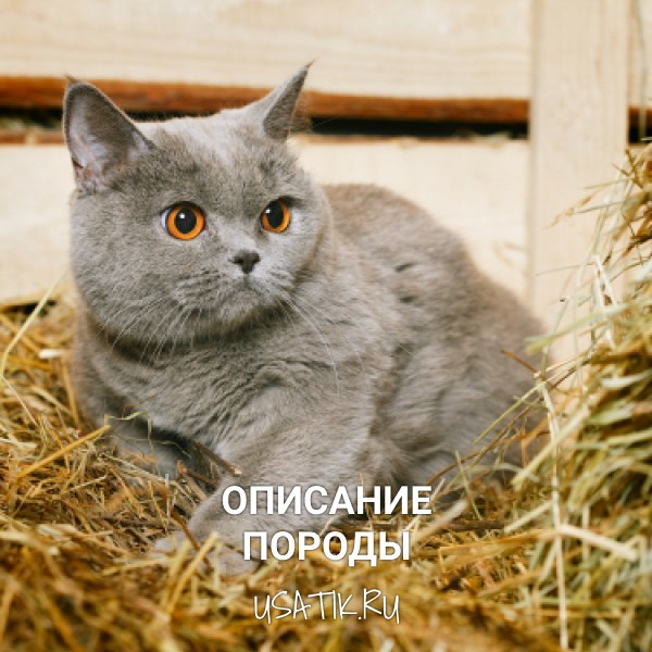 Британская короткошерстная кошка – описание породы