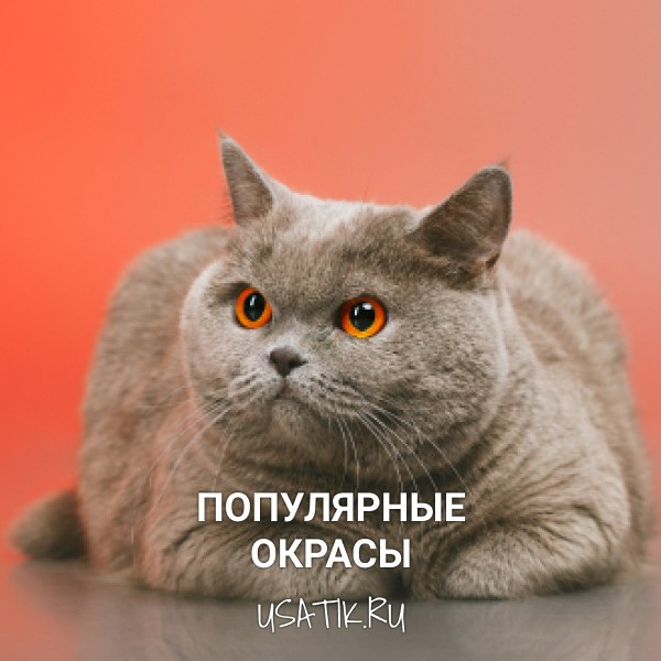 Популярные окрасы британских короткошерстных кошек