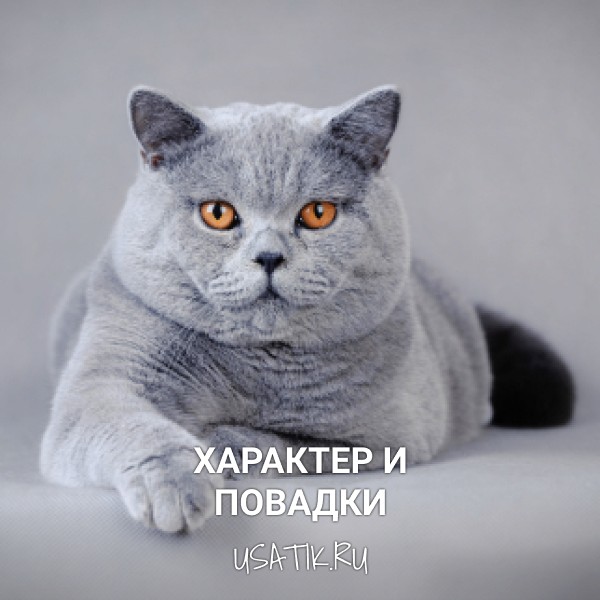 Характер и повадки британских короткошерстных кошек