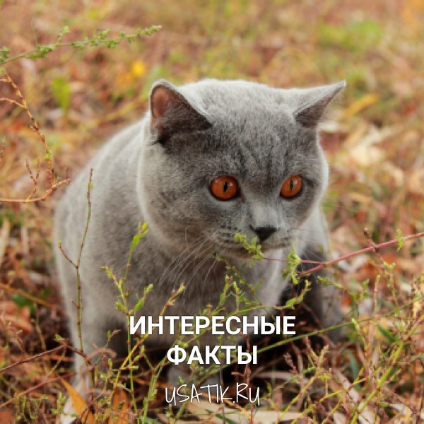 Интересные факты о британских короткошерстных кошках