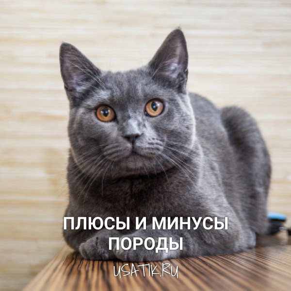 Плюсы и минусы британских короткошерстных кошек